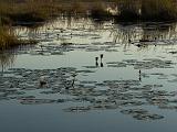 Africa 169 : Africa, Botswana, Delta, Landscape, Lily Pads, Nature, Okavango, Vumbura Plains